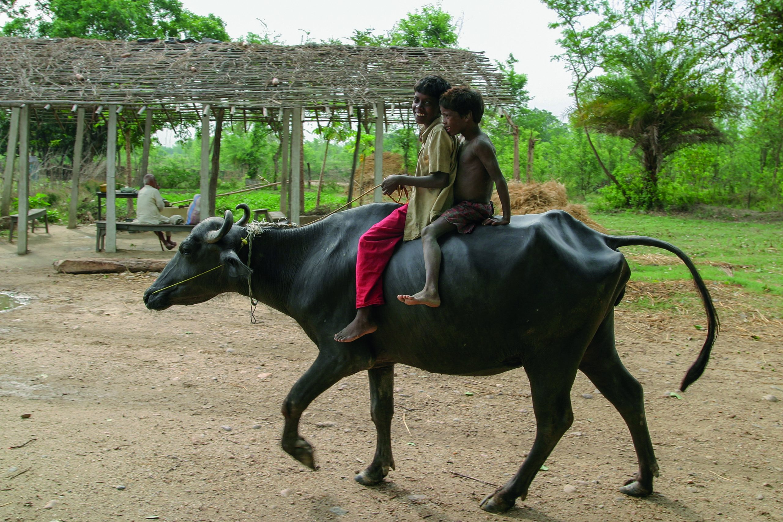 Two happy boys are riding a water buffalo. The animal is quite skinny. There is a wooden canopy in the background.