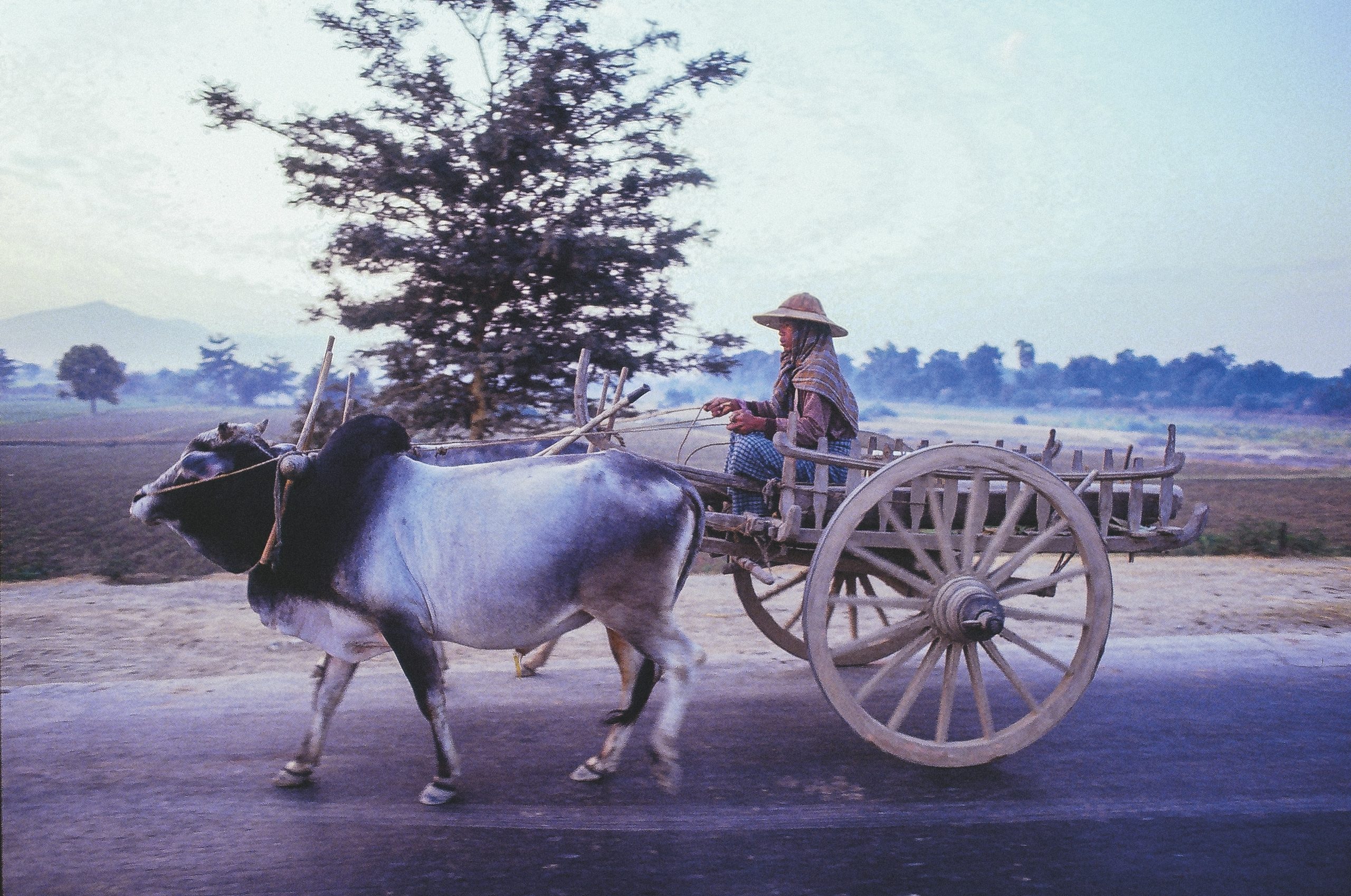 A water buffalo is pulling wooden carts on the road. A man sits on them holding the reins. In the background there is a field with individual trees.